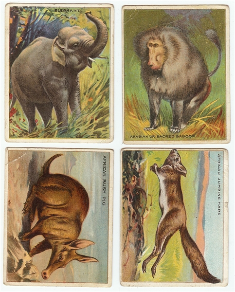 1909 T29 Hassan Animals Series Large Group (69)